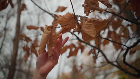 delicate hand reaches out to touch a crisp, dry autumn leaf still clinging to its branch, the rich brown foliage contrasts against the soft sky, capturing the essence of fall