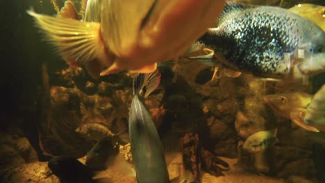 close-up video of a large aquarium containing various fish. a few fish swim up to the camera out of curiosity.