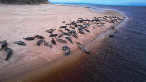 Focas-Tomando-El-Sol-Sobre-La-Costa-Arenosa.-Toma-Aérea