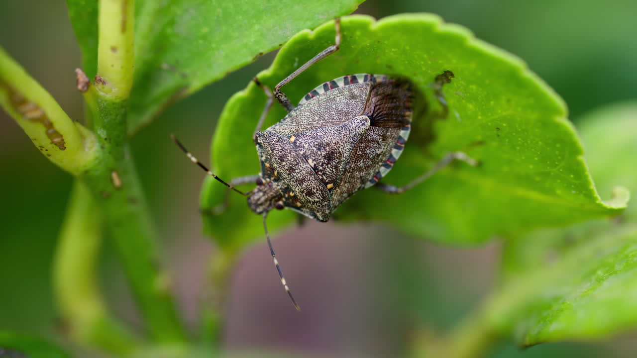 Close up of a brown marmorated stink bug on a green leaf