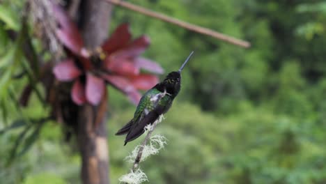 un lindo colibrí talamanca curioso en una rama, con un fondo borroso de una flor