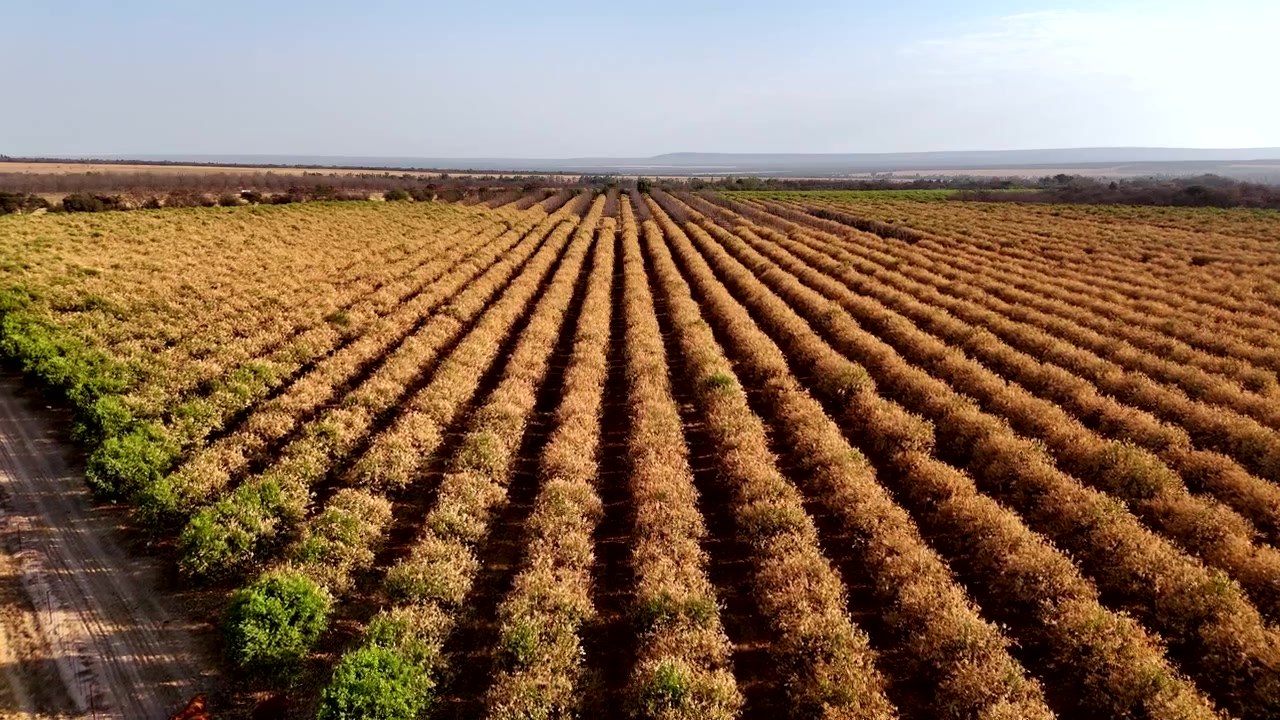Vista drone, agrumeto devastato dal gelo e distrutto dalle temperature gelide