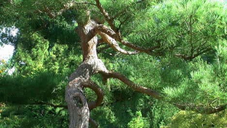 pine tree with elegant trunk and limbs trained in the niwaki style in a japanese garden