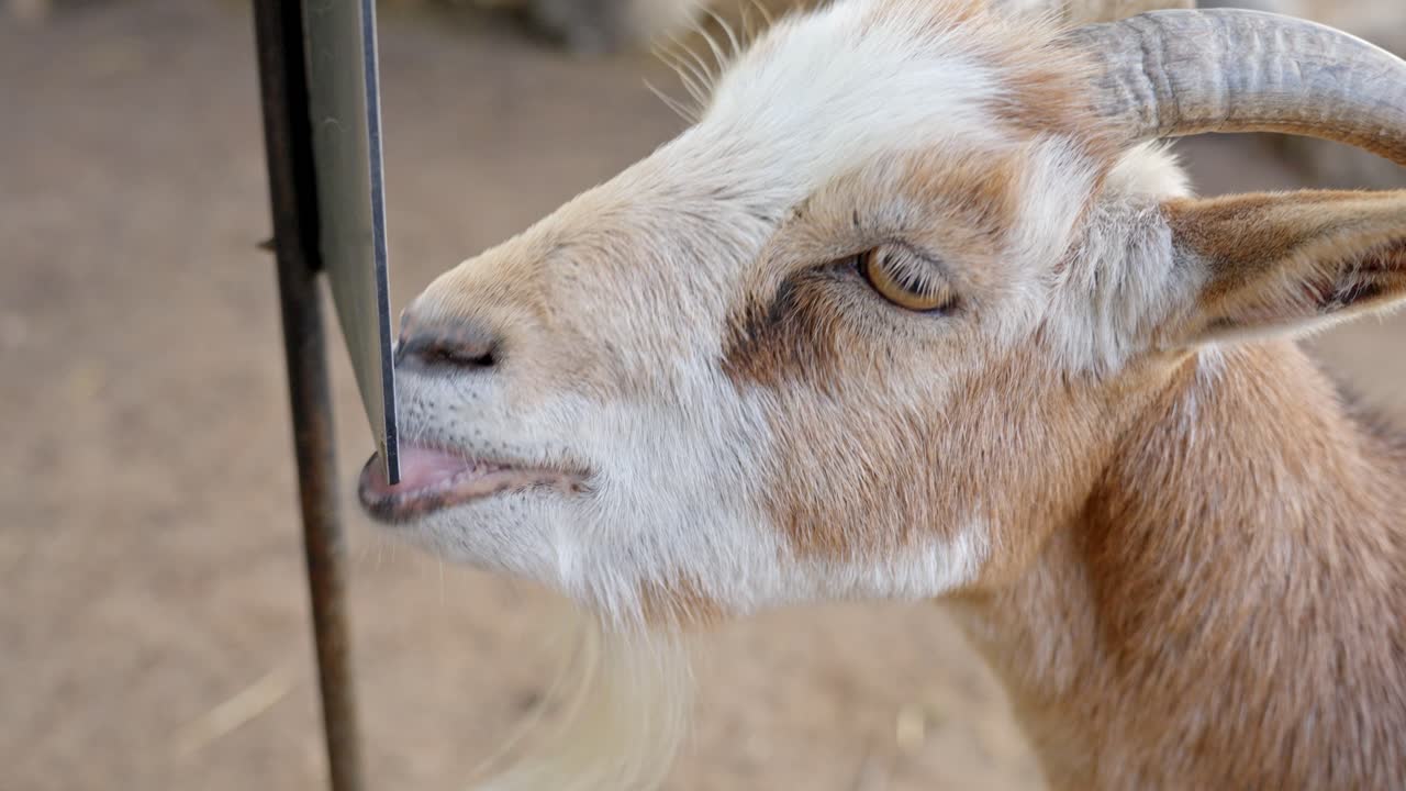 Close-up of a brown goat licking a sign at a petting zoo