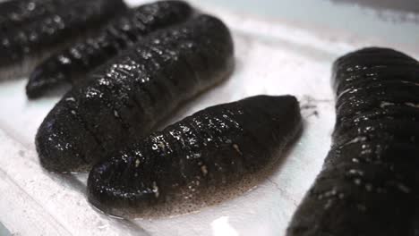 sea cucumber on a white background