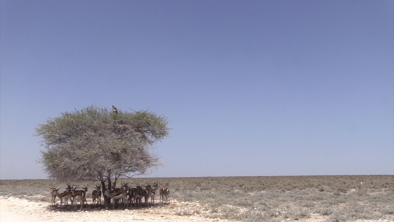 pequeña manada de gacelas que buscan refugio a la sombra del único árbol de acacia durante el calor del mediodía, tiro largo con un pálido azor cantando en la parte superior del árbol