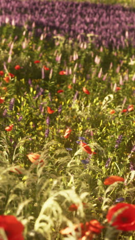 beautiful wildflowers in a meadow