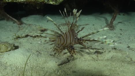 獅子魚在夜間 獅子鱼在夜間