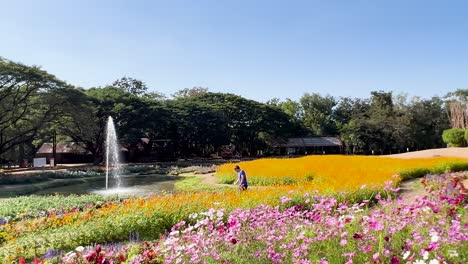 colorful flowers and serene landscape in thailand