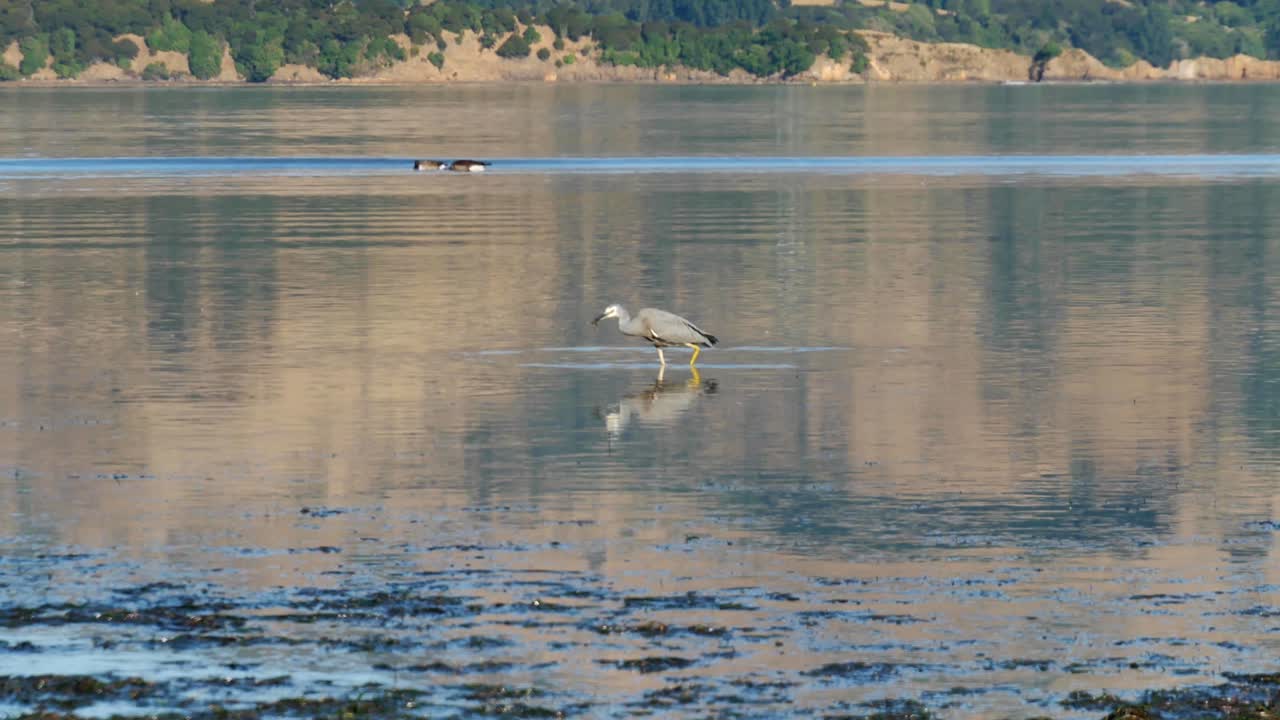 caza exitosa cuando la garza de cara blanca atrapa y come pescado cerca de la costa