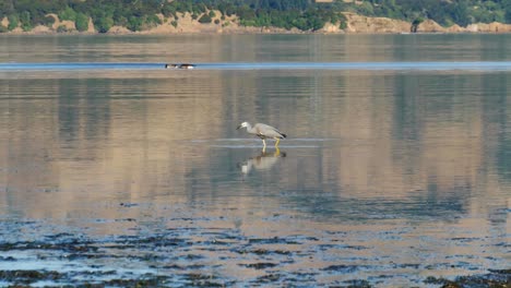 successful hunt as white-faced heron catches and eats fish near shore