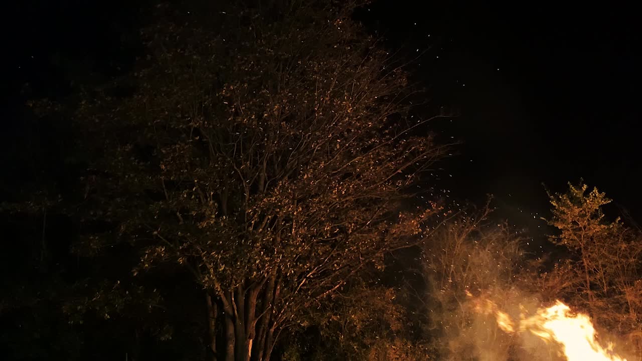 Glowing bonfire embers floating past large tree on dark night