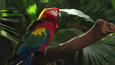 vibrant macaw perched on a branch