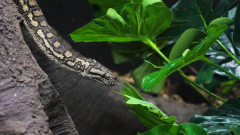 slow motion shot of a python slithering down a tree in the jungle in australia