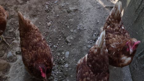 muchos pollos rojos en un día de verano en el pueblo