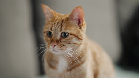 portrait of an attentive orange tabby cat