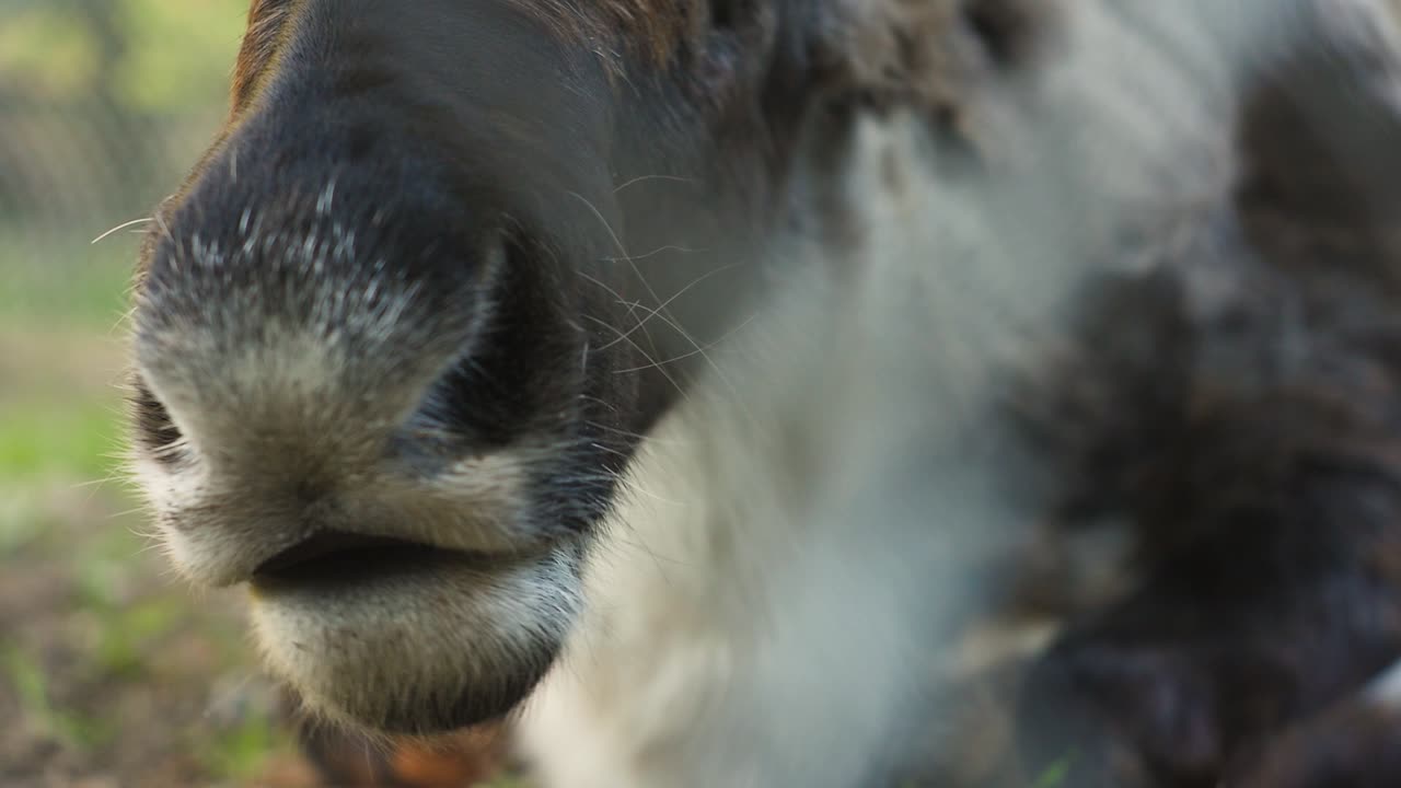 Close-up of a Moose's Nose Behind a Fence