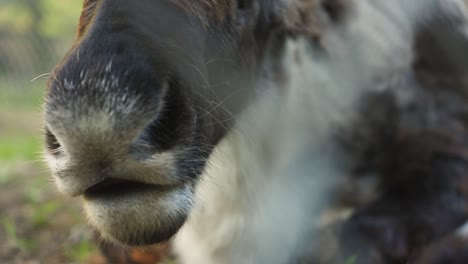 close-up of a moose's nose behind a fence