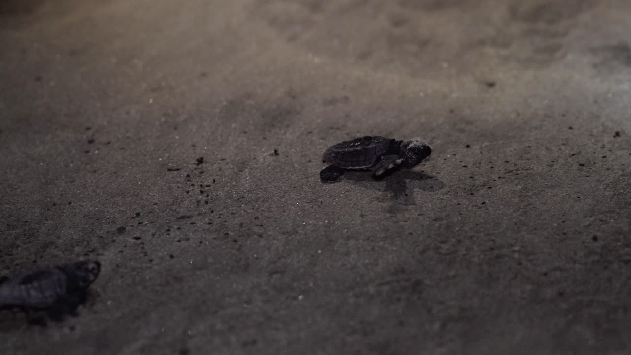 Baby sea turtles that just came out from the egg, moving to the ocean at the beach shore with still closed eyes at night