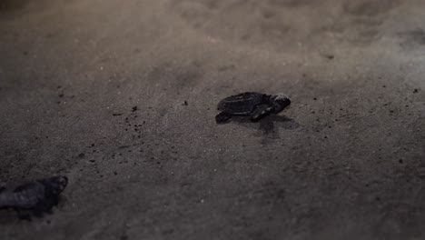 tortugas marinas bebés que acaban de salir del huevo, moviéndose hacia el océano en la orilla de la playa con los ojos aún cerrados por la noche