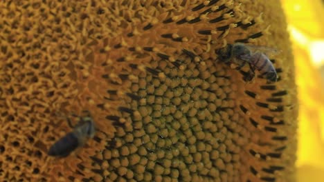 bees looking for pollen and nectar on a sunflower