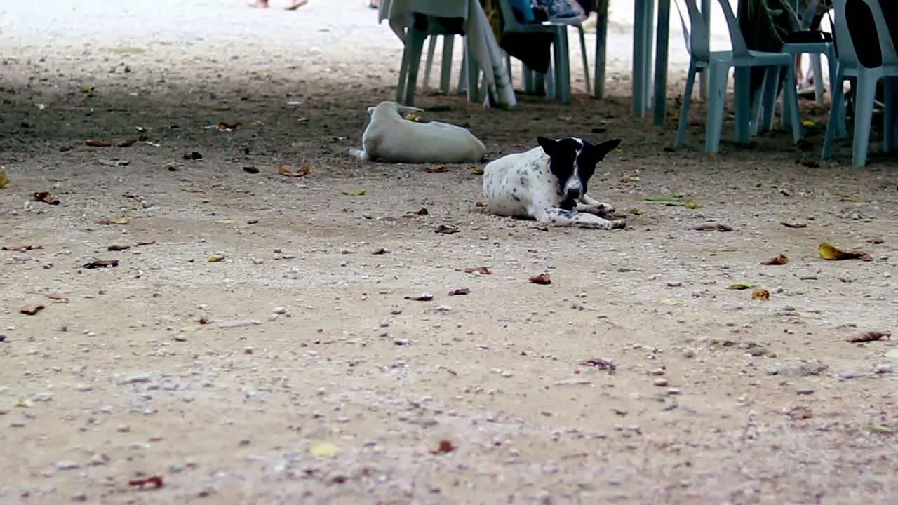 A dog relaxing on the sands of a busy public beach in Siquijor Island that shows the casual mundane moment of daily life