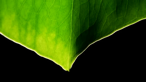 planta de queso suizo monstera ápice verde y margen de una hoja con venas vasculares vívidas