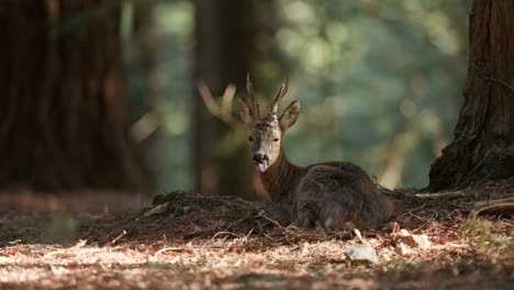 tranquil forest scene of relaxed roe deer licking coat whilst lying down resting