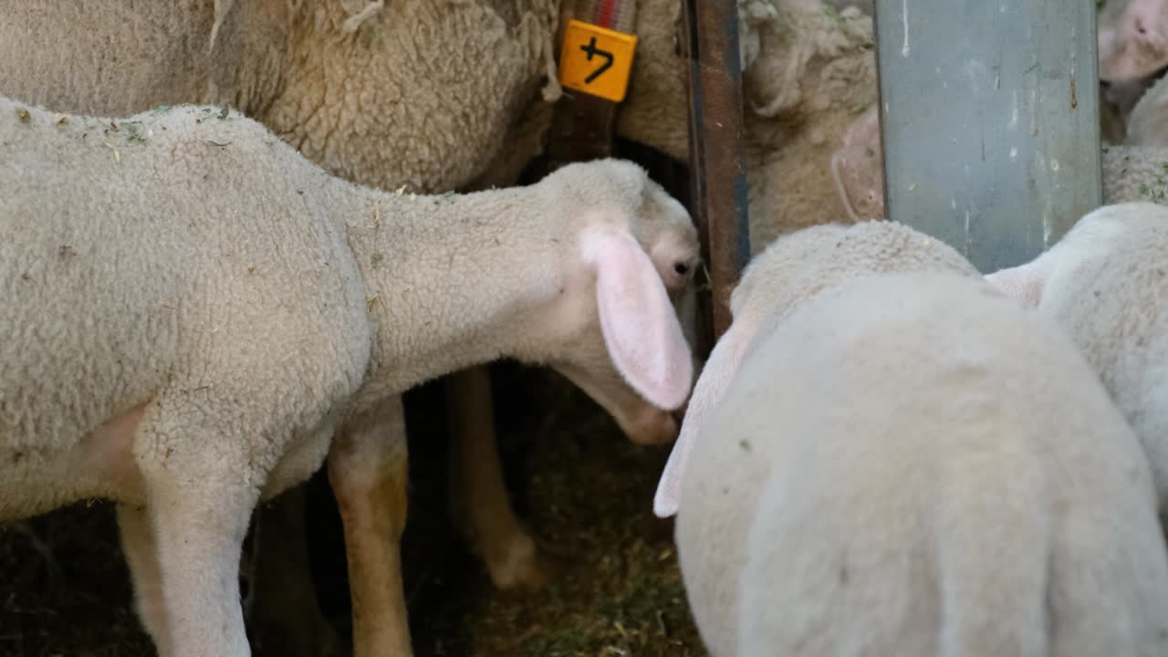 ovejas en una granja de rebaños