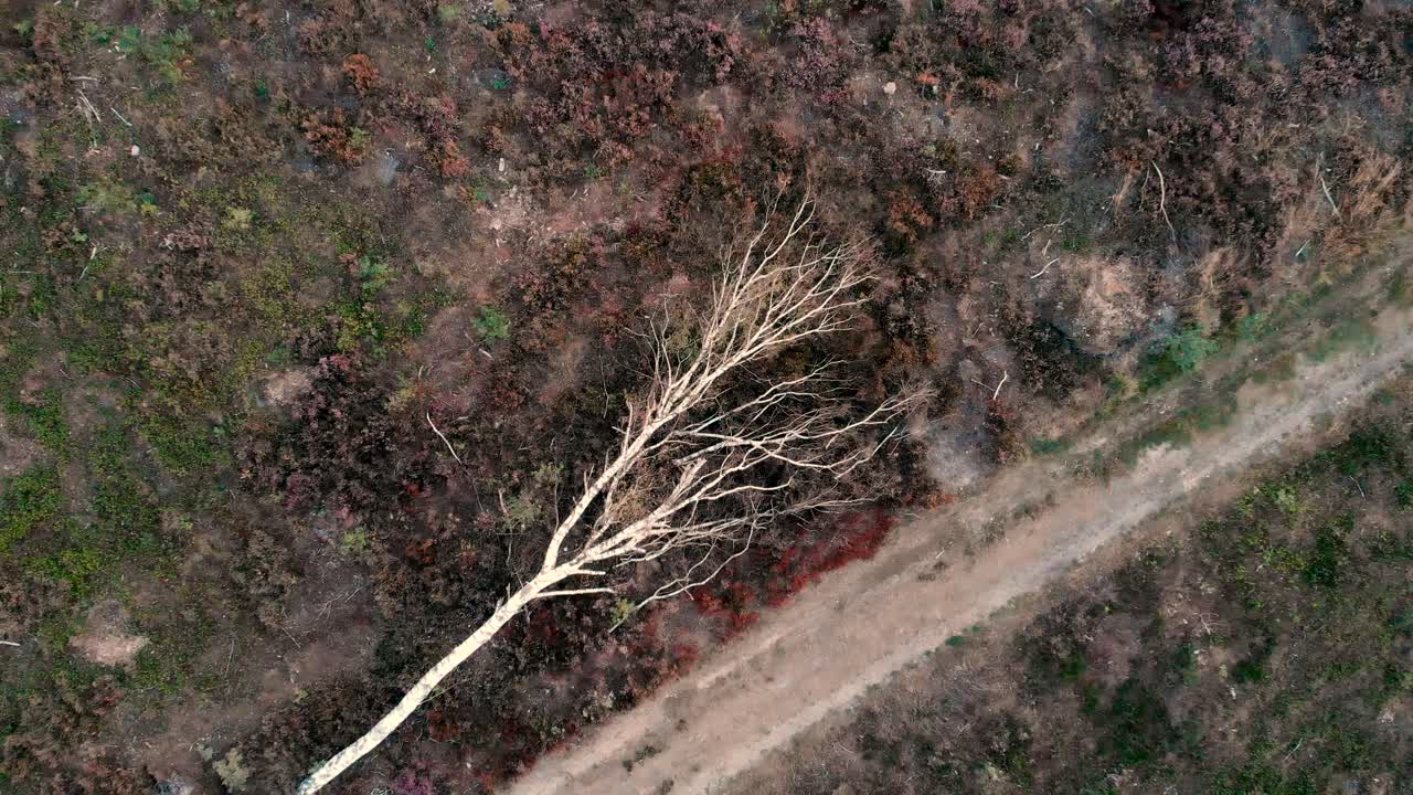 황무지 들판의 비포장 도로 옆에 쓰러진 죽은 자작나무를 똑바로 닫는다