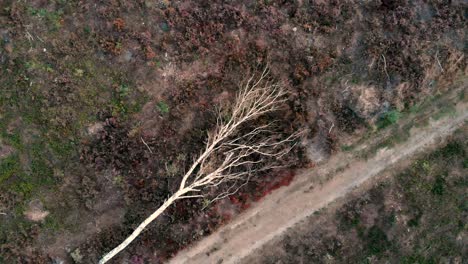 cerrándose directamente hacia abajo sobre un abedul muerto caído al lado de un camino de tierra en un campo de páramos