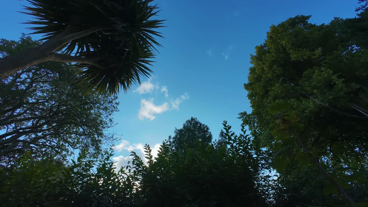 Various Trees Blowing in Wind During Timelapse with Bright Blue Sky Sunny Day with Clouds Fading as they Move Across the Sky. Natural Forest Time Passing.
