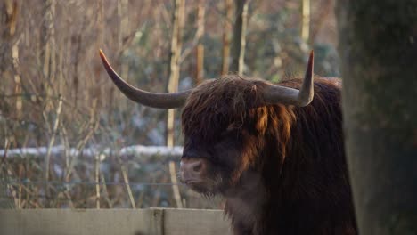 highland cow with large horns ruminating and exhaling vapor in winter