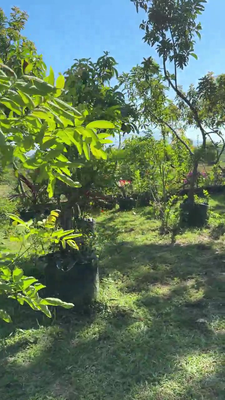 Pohon dalam Pot di Taman Dekat Lubang Bakar