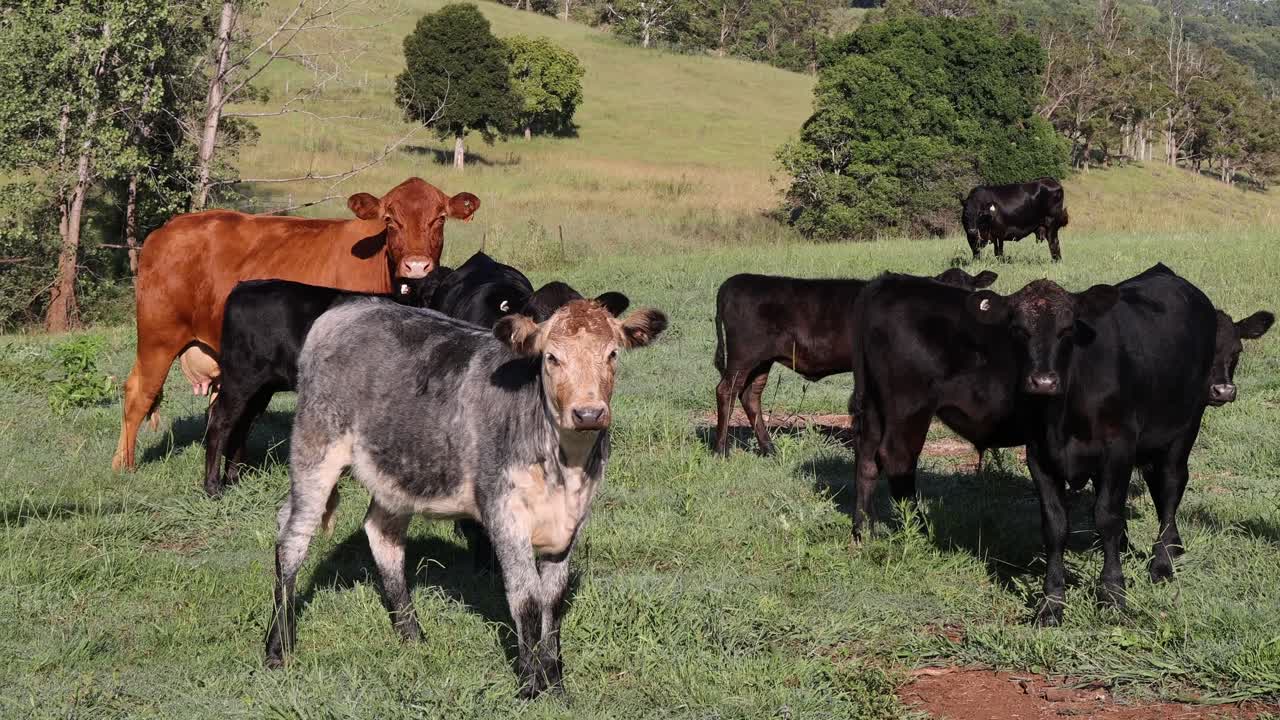 Bovini, cavalli e maiali in un lussureggiante pascolo verde