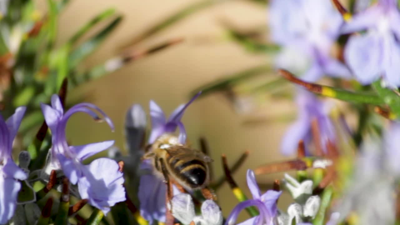 Close up of a bee pollinating a rosemary bush