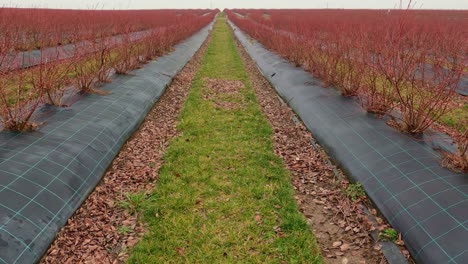 walking between rows of organic blueberry bushes on a farm