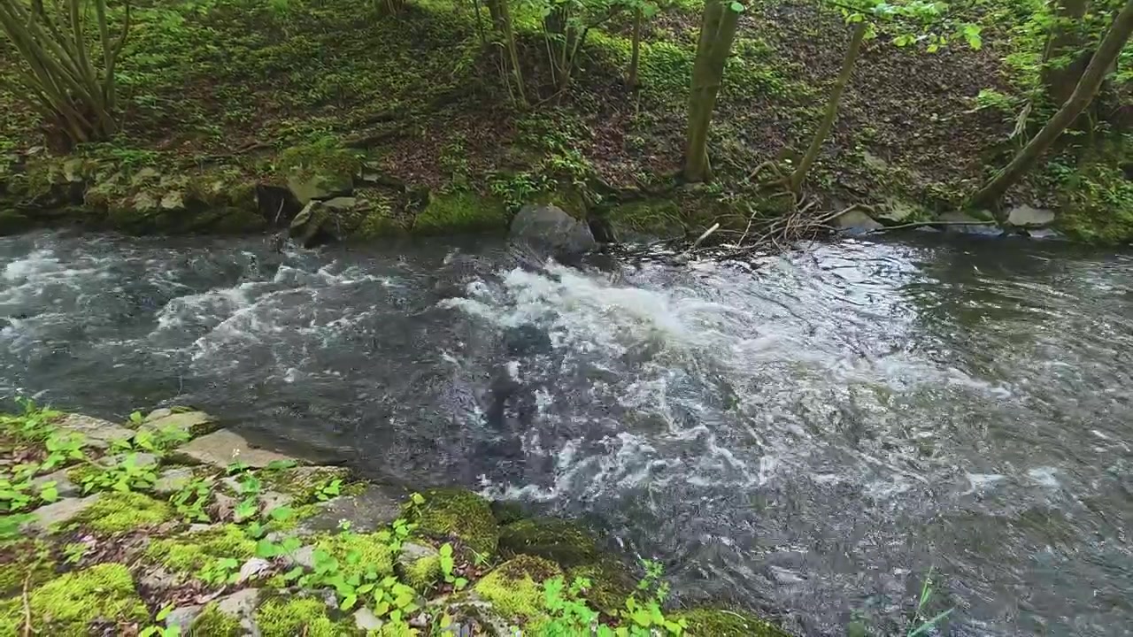 Brusende vand fra en vild bjergflod, der strømmer gennem en frodig grøn forårsskov.