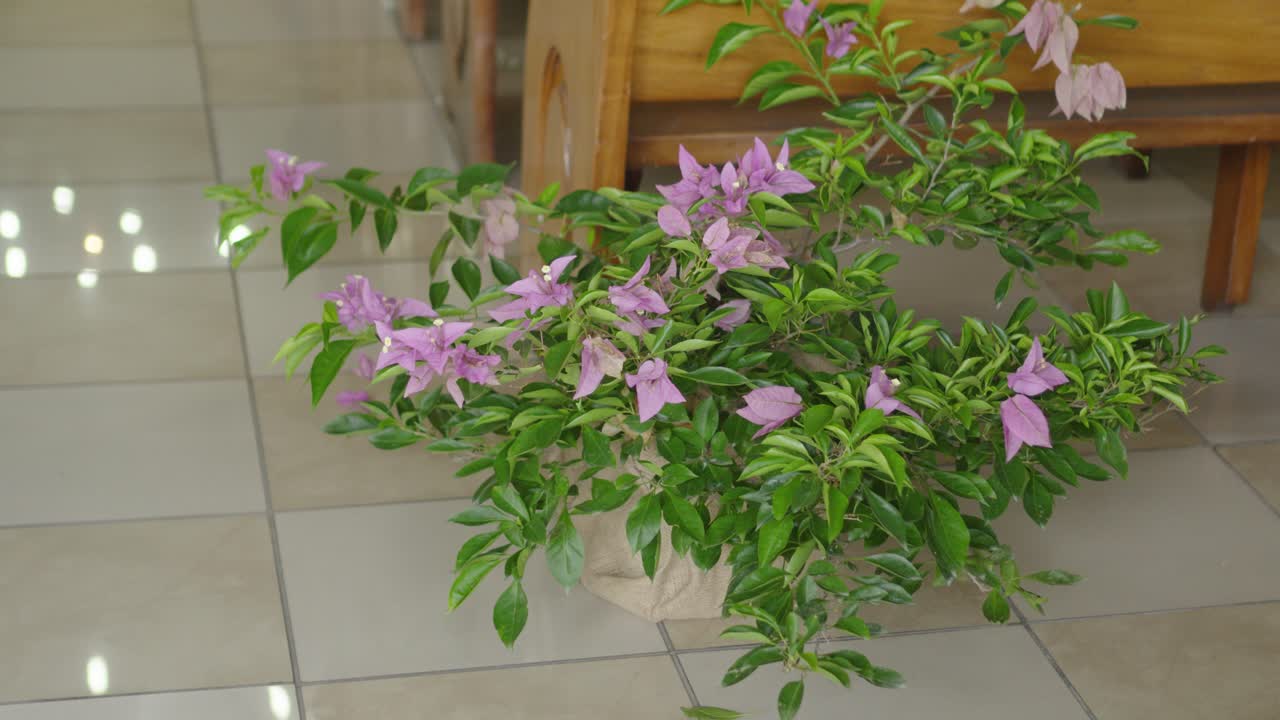 фиолетовое цветочное растение в горшке на плиточном полу