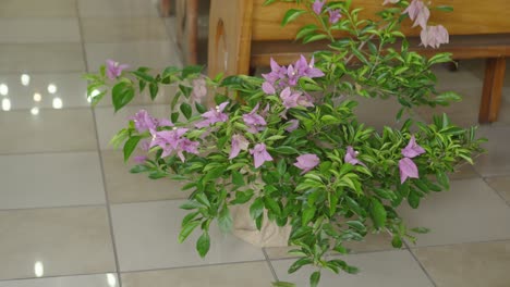 la planta de flor violeta está en la olla en el piso de azulejos