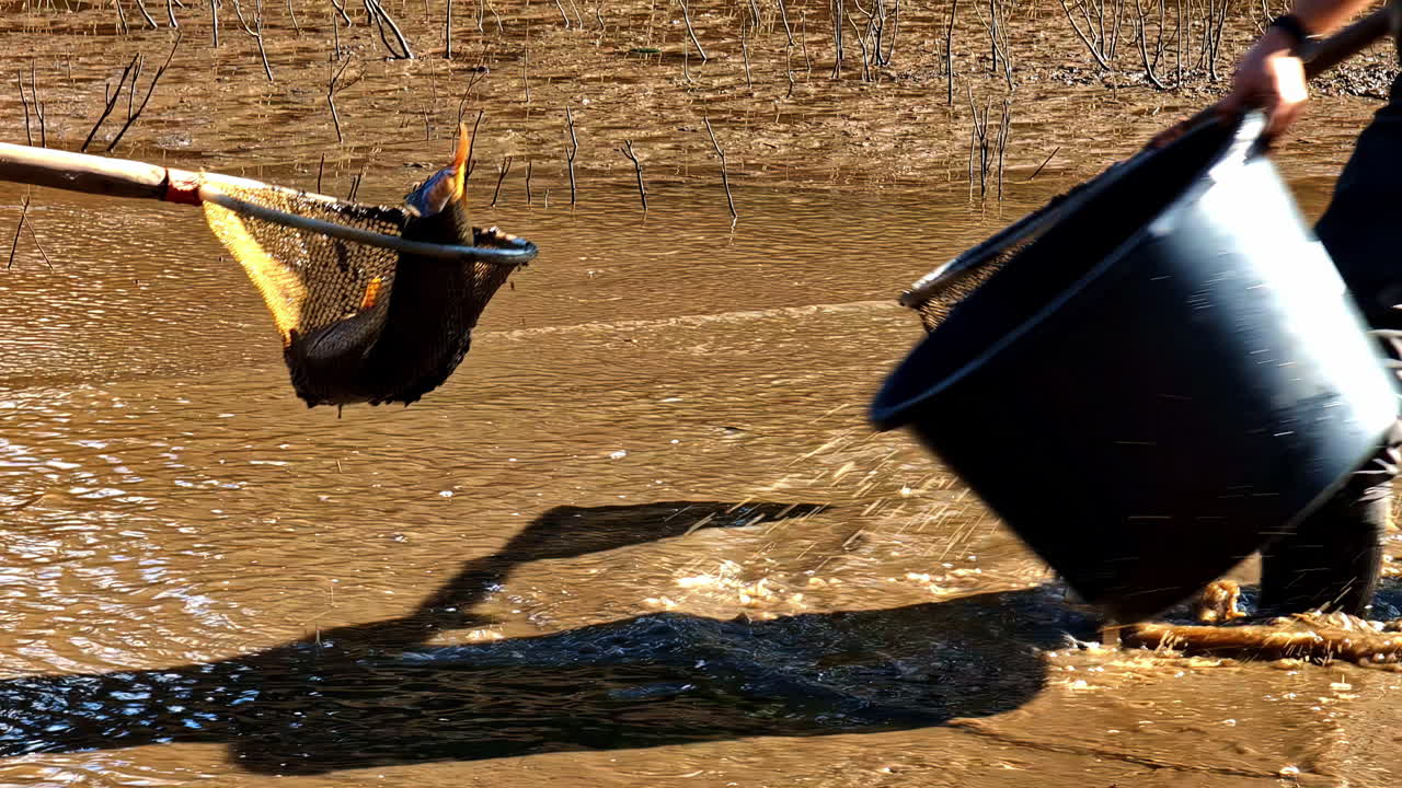 Two individuals are using a net to catch a fish in a muddy pond, environmental work