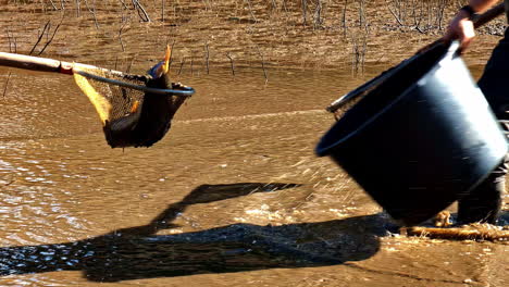 two individuals are using a net to catch a fish in a muddy pond, environmental work