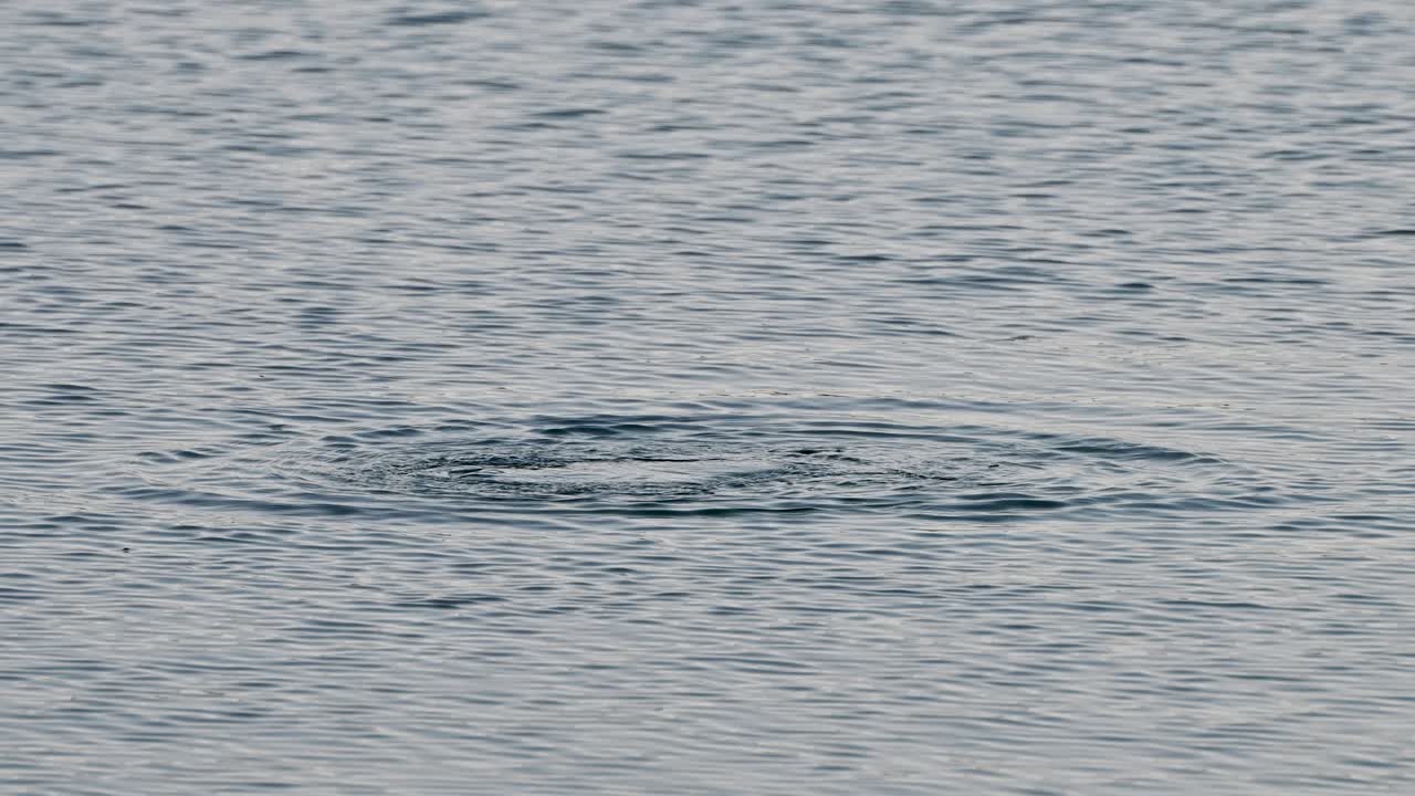 개구리 새 가 물고기 를 잡기 위해 호수 물 에 뛰어들고 있다