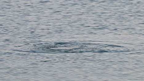 Kormoranvogel-Taucht-Ins-Seewasser,-Um-Fische-Zu-Fangen