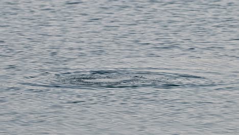 Pájaro-Cormorán-Que-Se-Zambulle-En-El-Agua-Del-Lago-Para-Pescar