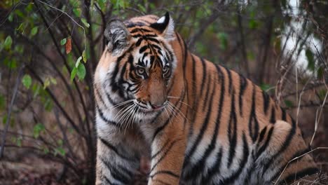 a medium close up of a young bengal tiger sitting in the forest