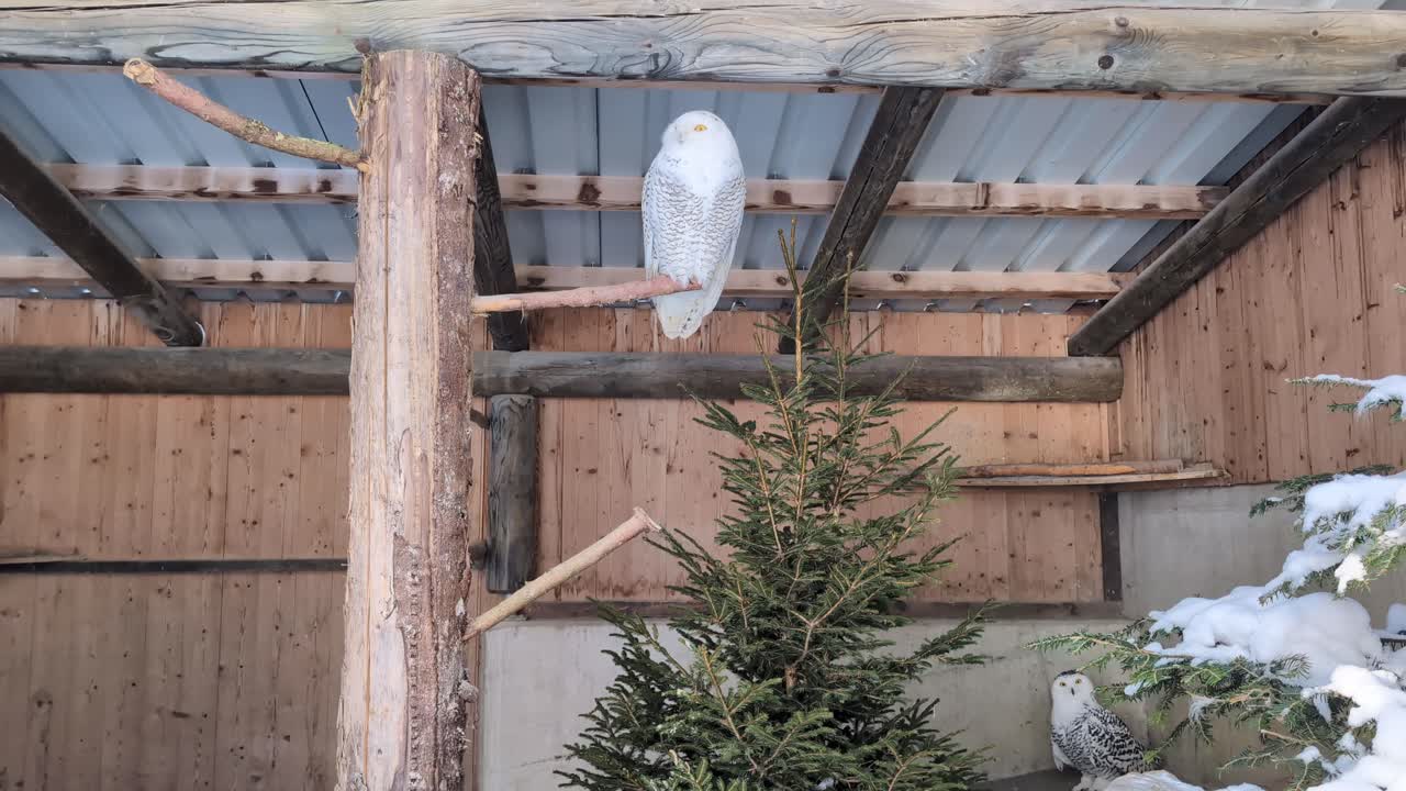 Snowy owls sitting in a wooden cage, bird portrait