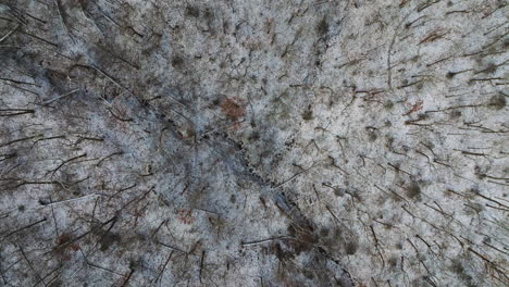 vista superior del suelo nevado en el bosque de invierno sin hojas muertas, disparo aéreo de drone