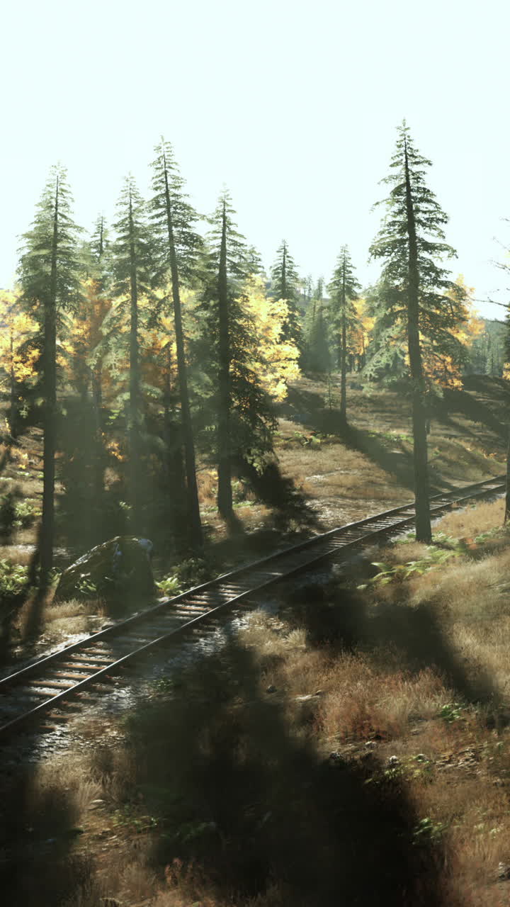 가을 에 숲 을 가로지르는 철도 철도