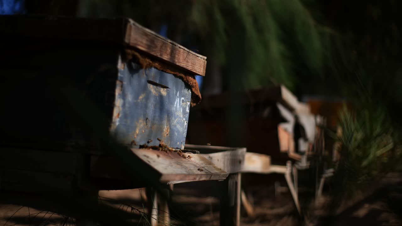 Close-Up of Bees Arriving at Beehive Box: A Glimpse into Pollinator Activity